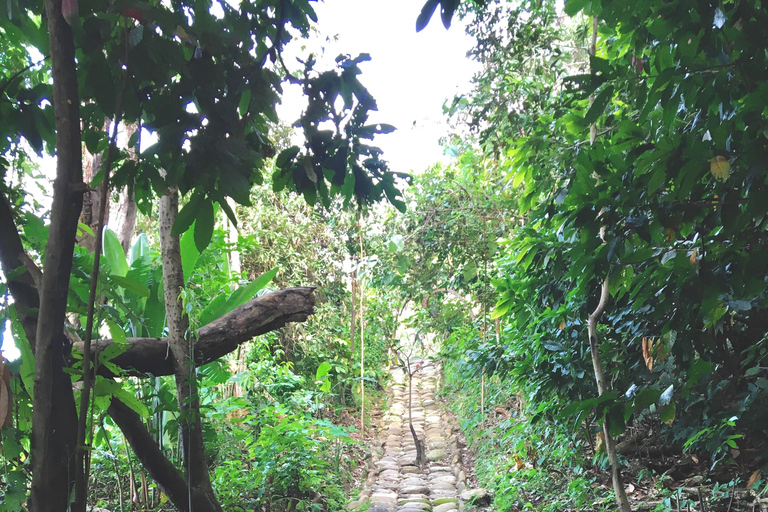 TOUR DELLA FORESTA DI CACAO