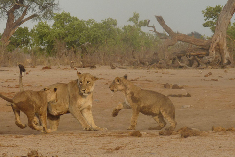 Salt Pans &amp; Delta: Tour with game drives, mokoro &amp; boat trip