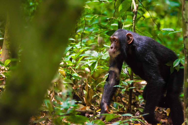 Parc national de Kibale : circuit de 2 jours à la découverte des chimpanzés