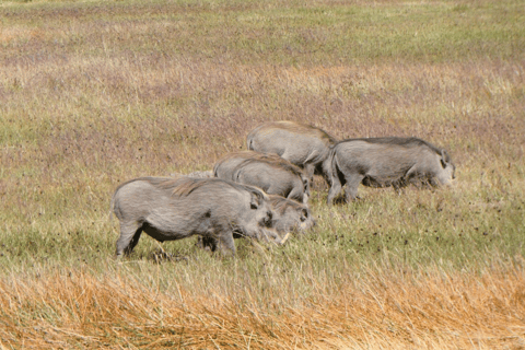 4 days Bale Mountains Wildlife & Nature Tour