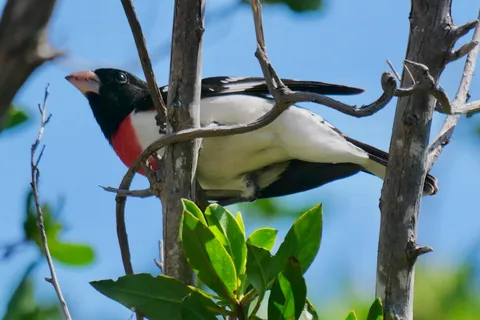 Fort Lauderdale: 5-Day Dry Tortugas Birding and Photo Tour