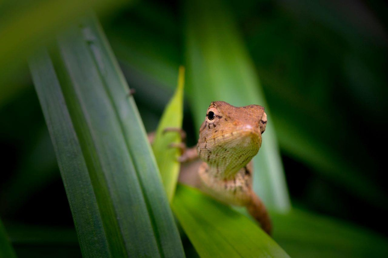 Jungle Iquitos 3D |Boating+Piranha Fishing+Night Excursion|