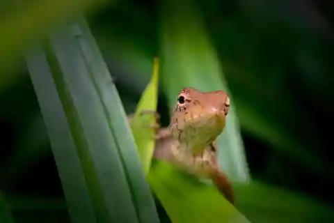 Jungle Iquitos 3D |Escursione in barca+pesca piranha+escursione notturna|