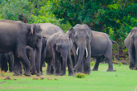 Polonnaruwa Ancient City & Minneriya Safari Full-Day Tour