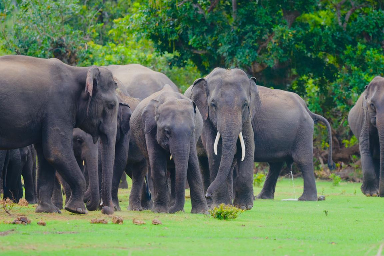Polonnaruwa Ancient City & Minneriya Safari Full-Day Tour