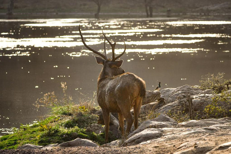Ranthambore National Park: Core Zone Gypsy safari with Guide Ranthambore National Park: Gypsy Safari with Expert Guide