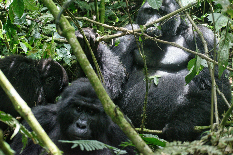 Uganda: 3 Tage Gorilla-Tracking und Batwa-Kulturwanderung3b Tage Uganda unglaubliches Gorilla Tracking Erlebnis