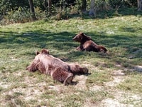One Day Trip Bear Sanctuary, Dracula Castle, Rasnov Fortress - Housity