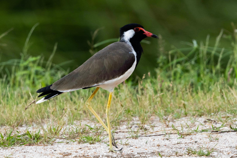 Colombo: Bird watching around Colombo-Guided Tour - 06 hours