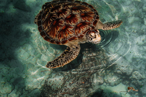 Zanzibar:Simma med sköldpaddor i salaamgrottan