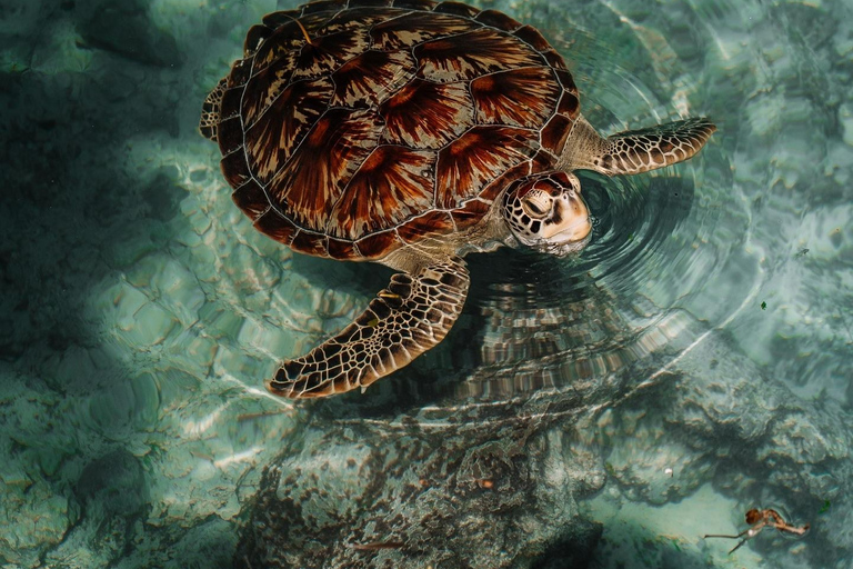 Zanzibar:Simma med sköldpaddor i salaamgrottan