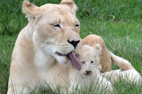 Całodniowe safari w rezerwacie gier Pilanesberg