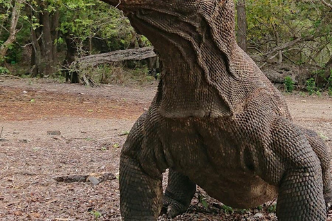 From Labuan Bajo: 3-Day Komodo Islands Boat Tour with Meals