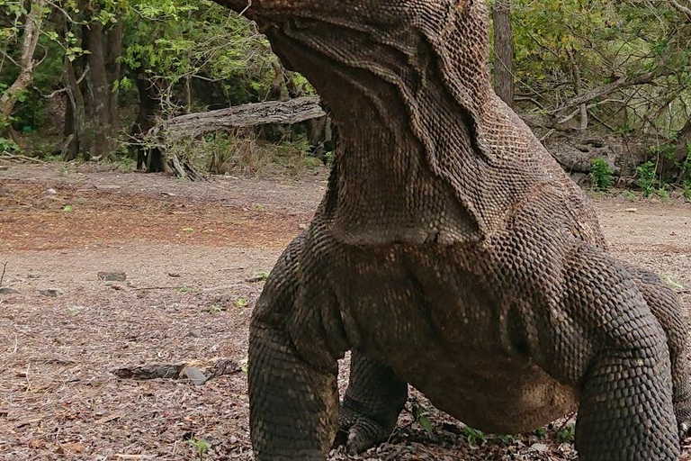From Labuan Bajo: 3-Day Komodo Islands Boat Tour with Meals