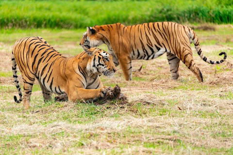 Z Delhi: 3-dniowa wycieczka Ranthambore Tiger Safari TourPrywatna wycieczka z zakwaterowaniem w 4-gwiazdkowym hotelu