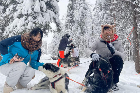 Levi: 5 Km Husky Sledding Ride in Levi