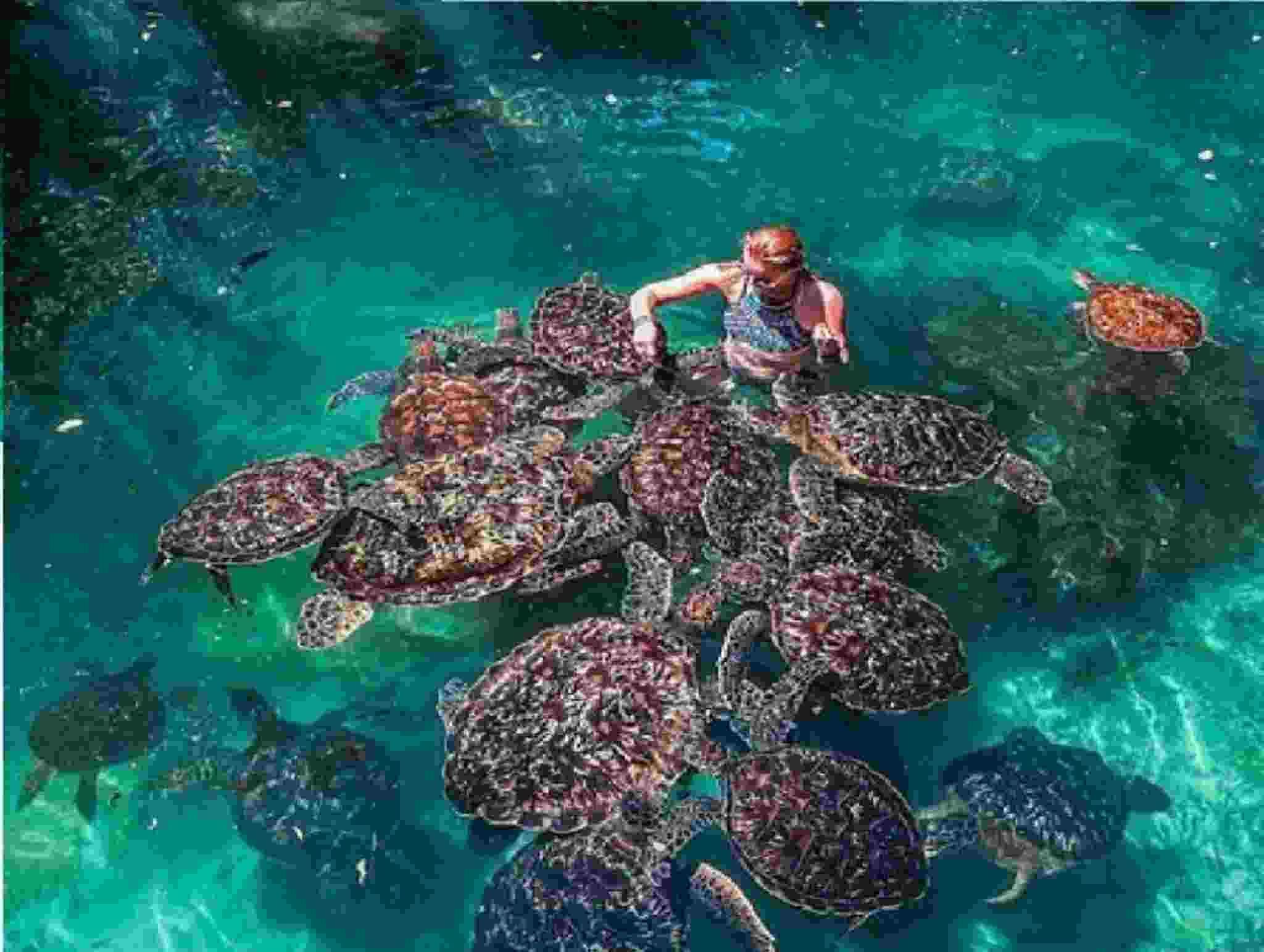 Eintrittsgebühren für das Sea Turtles Sanctuary, Abholung durch ortskundigen Guide