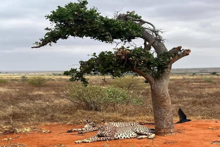 3-Day Safari in Tsavo East, Ngutuni, & Salt Lick – Big Five & Sunset Views 3-Day Safari in Tsavo East, Ngutuni & Salt Lick – Big Five & Sunset Views