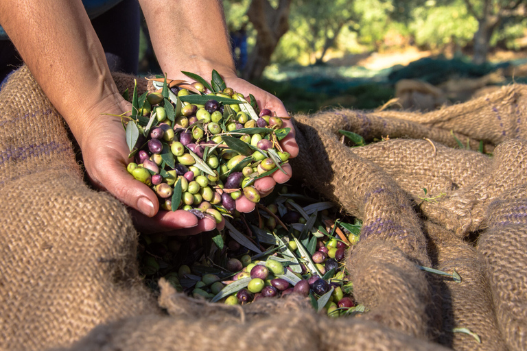 Creta: Azeitona, vinho e raki em uma viagem culinária saborosa