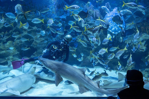 Aquarium KLCC, KL Tower, TRX, and PNB 118 Tour Skyline & Aquatic Wonders Tour