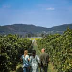 Olio e vino nei Colli Euganei Da Abano Terme