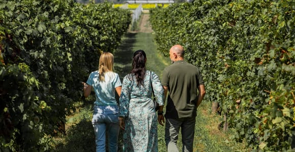 Geführte Olivenöl & Wein Tour von Padua