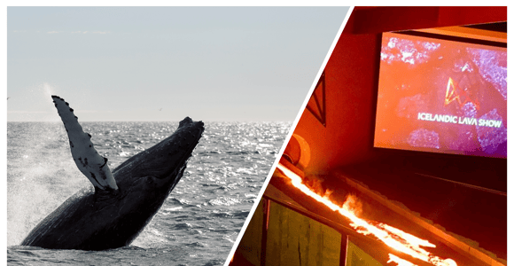 Reykjavik: Whale Watching in Faxaflói Bay & Live Lava Show