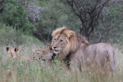 2 dagar 1 natt till Tarangire &amp; Lake manyara från Zanzibar