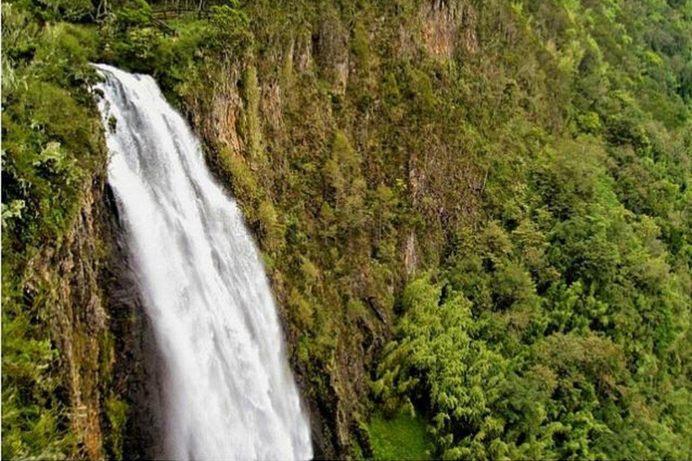 Kakamega Forest: Butterfly Walk with Naturalist Guide