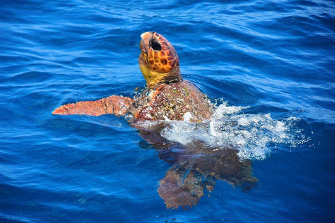 Santa Maria: Sea Turtle Watching Experience on Sal Island