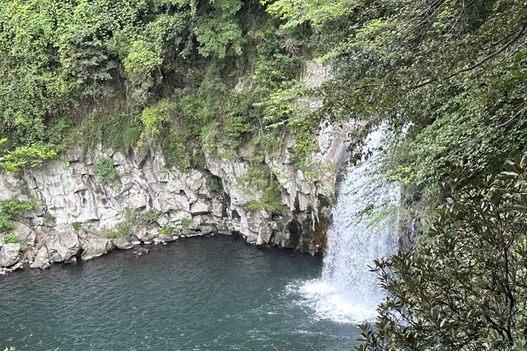 جيجو: جولة مجموعة صغيرة مع قطف الكاميليا واليوسفي