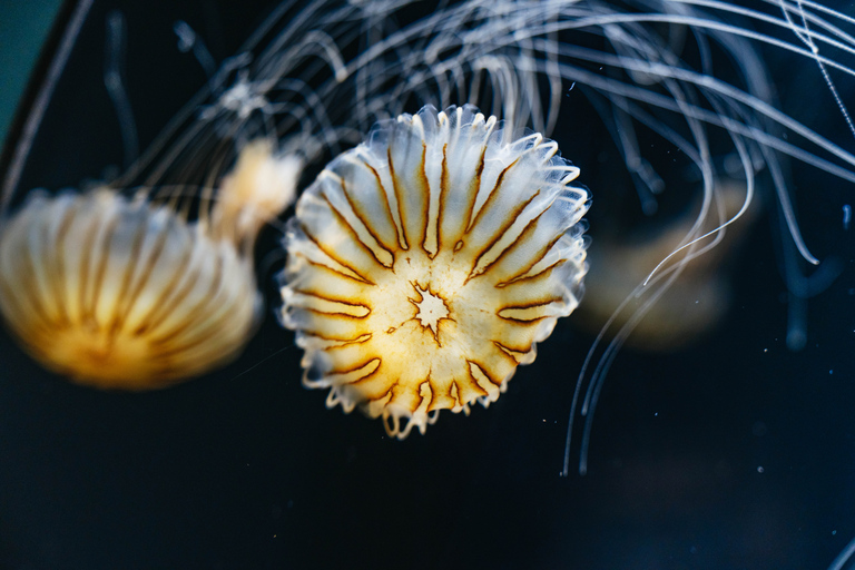 Acuario del Pacífico, LA: ticket sin colas en la taquilla