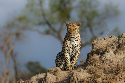 Maasai Magic & Nakuru's Charms: 4-Day Wilderness Safari