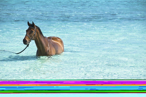 Soma Bay: Reittour mit HoteltransferSoma Bay: Reittour ohne Hoteltransfer