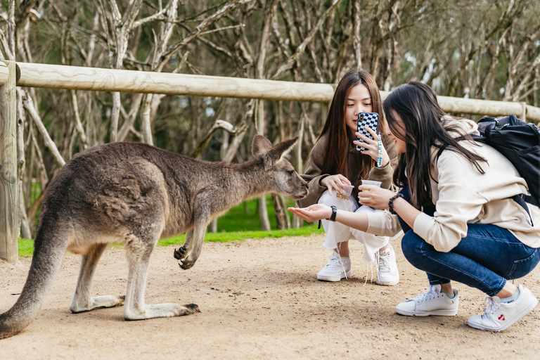 Desde Melbourne: Excursión ecológica a la fauna de Phillip IslandDesde Melbourne: ecotour de fauna a Phillip Island