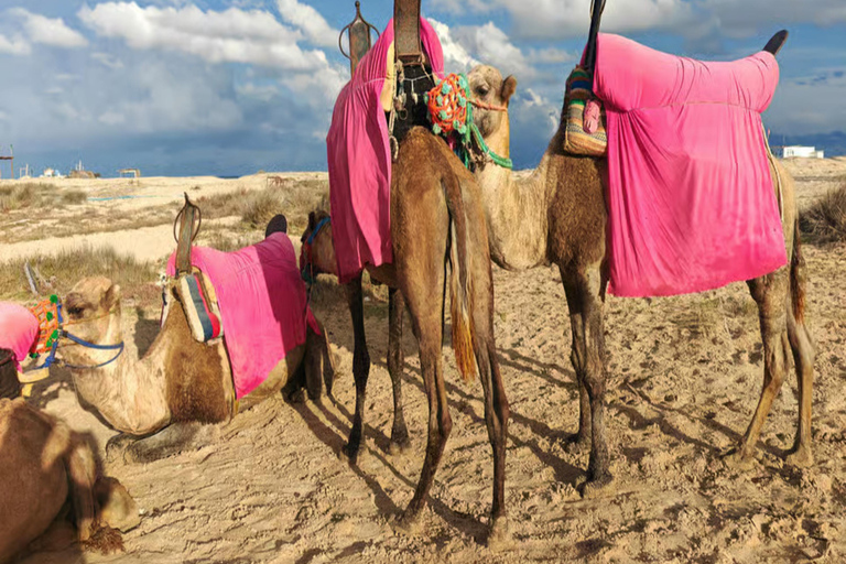 Djerba: Discover the Lagoon and the Countryside by Camel, Horse, or Carriage