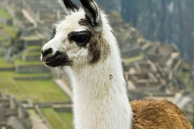 Tour to Machu Picchu and Rainbow Mountain 2 Days - 1 Night