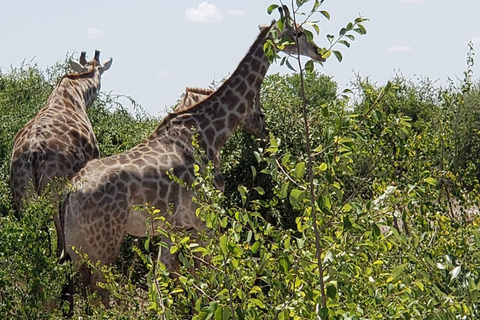 Des chutes Victoria au parc national de Chobe : 1 jour d'aventure safari