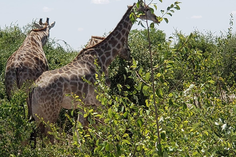 Cataratas Vitória ao Parque Nacional Chobe: Aventura de 1 dia em um safári