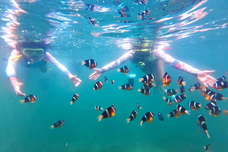 Hong Kong Sai Kung NEMO Clownfish Snorkeling Tour 【Private Tour】Hong Kong: NEMO Clownfish Snorkeling Tour
