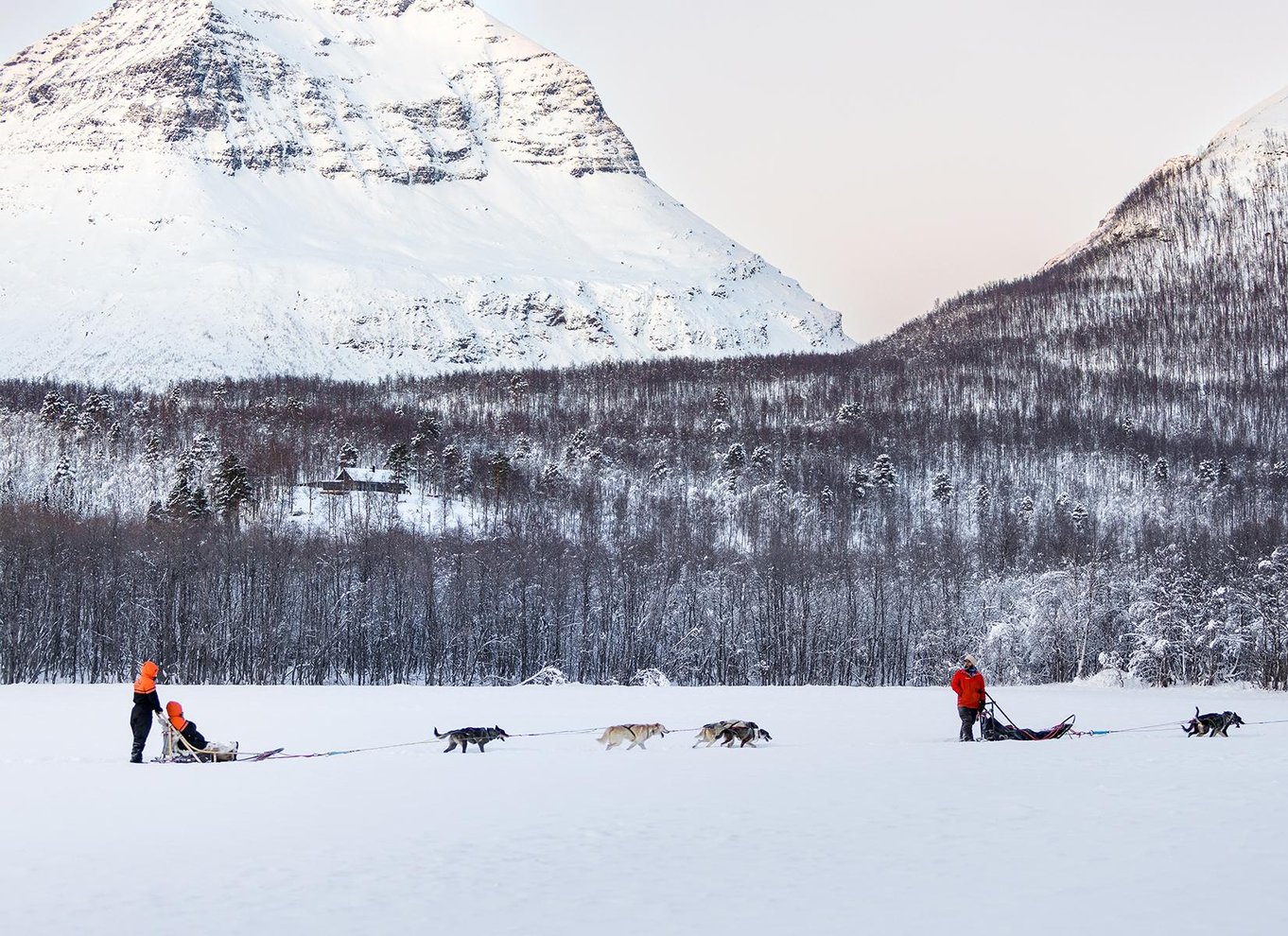 Fra Tromsø: Hundeslædeeventyr i Tamokdalen