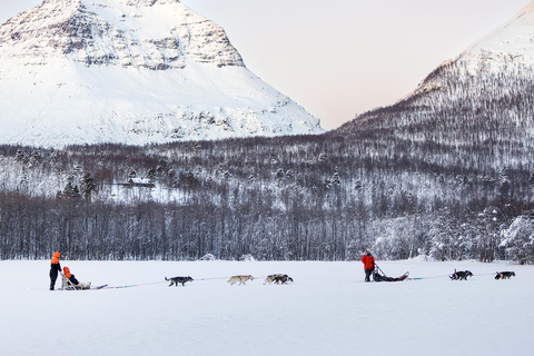 From Tromsø: Dog Sledding Adventure in Tamokdalen Dog Sledding Adventure in Tamokdalen: Midday Departure