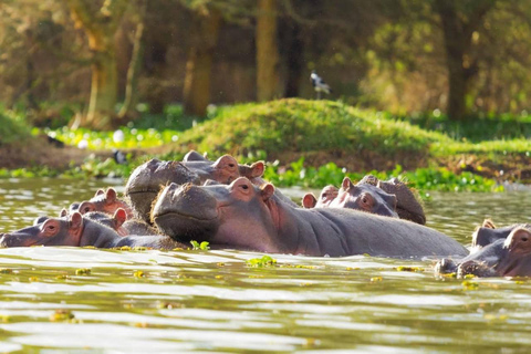 Nairobi: escursione giornaliera al Parco Nazionale Hell&#039;s Gate e al Lago Naivasha