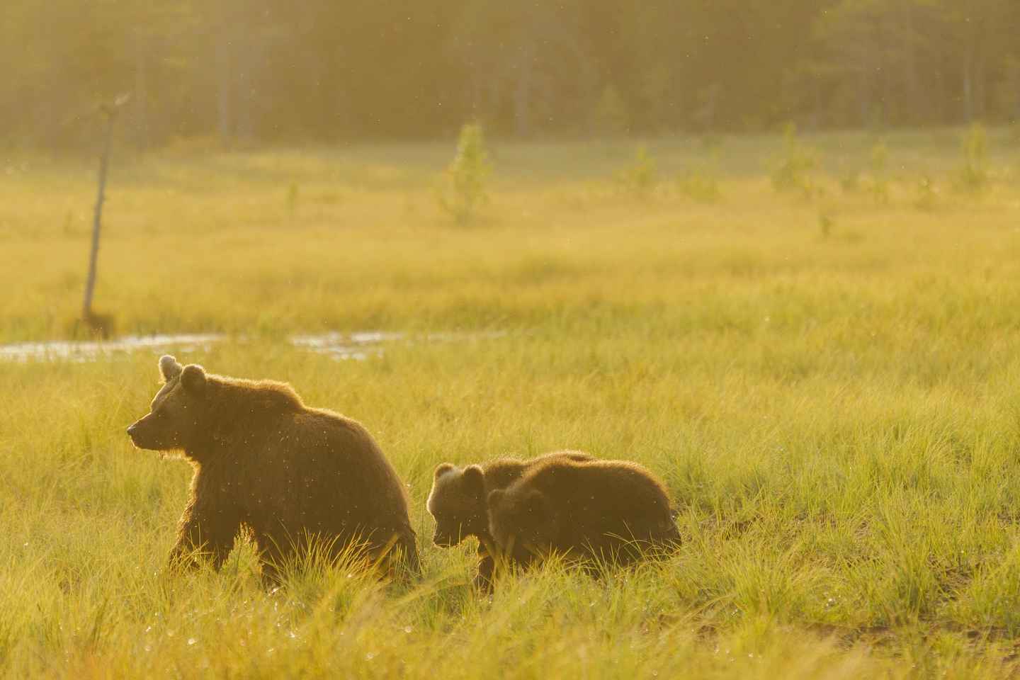 Kuusamo: Bear Watching Overnight Tour