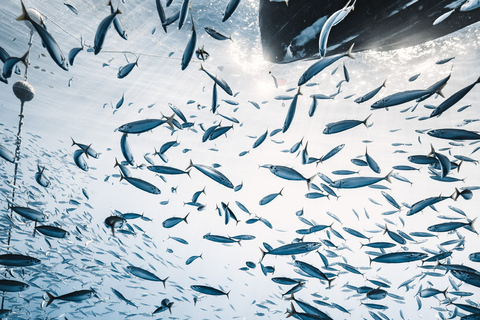 Oahu: Cage-Free Shark Diving Adventure Oahu: Cage-Free Shark Diving Adventure with Photos