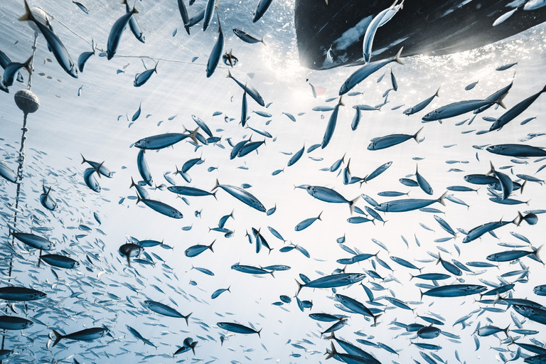 Oahu: Cage-Free Shark Diving Adventure Oahu: Cage-Free Shark Diving Adventure with Photos