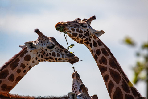 Tour giornaliero dell&#039;orfanotrofio degli elefanti David Sheldrick e delle giraffe