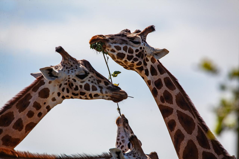 DayTour David Sheldrick Elephant Orphanage Trust e Giraffe