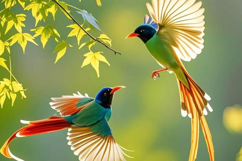 Muthurajawela Bird Watching Boat Tour & Colombo City Tour Tour from Bentota, Ahungalla, Hikkaduwa