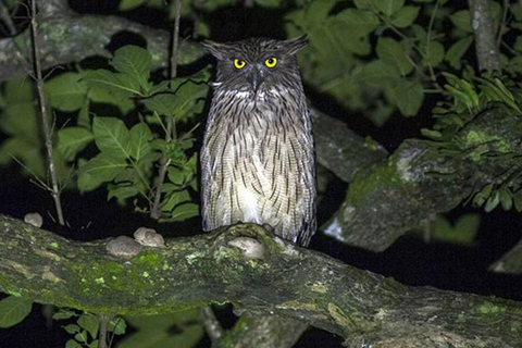 From Sigiriya: Sigiriya City Night Wildlife Safari Adventure